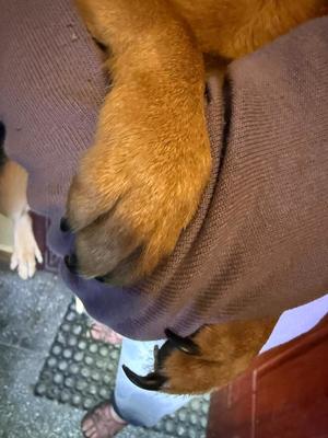 Łapy psa obejmujący ramię osoby.