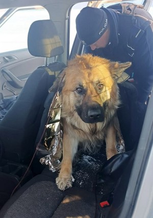 Uratowany pies w radiowozie.