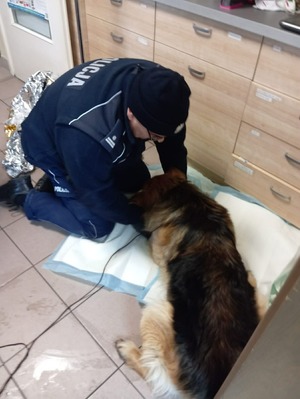 Uratowany pies w komisariacie.