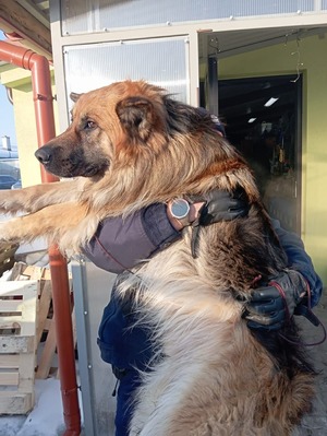 Uratowany pies na rękach właściciela.