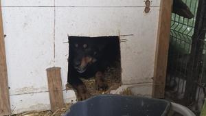 Psy przetrzymywane w rażąco złych warunkach.