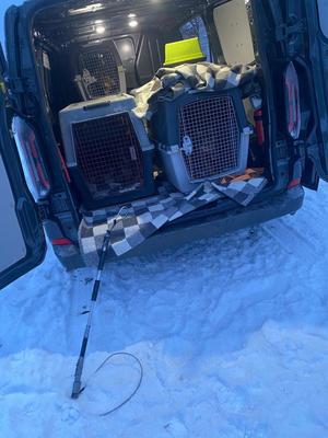 Psy umieszczone w specjalnych kontenerach do przewożenia zwierząt.