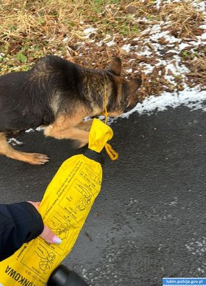 Policjantka prowadzi psa - widok z góry.