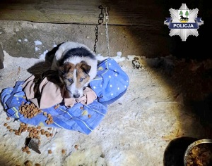 Pies siedzi na kawałku materiału. Obok niego rozsypana karma.