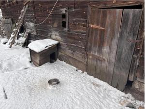 Buda psa obok drewnianego budynku.