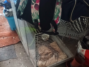 Wnętrze mieszkania gdzie w złych warunkach były trzymane zwierzęta.