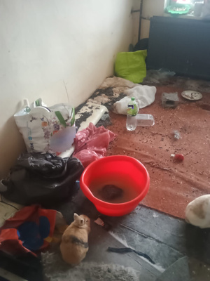 Wnętrze mieszkania gdzie w złych warunkach były trzymane zwierzęta.