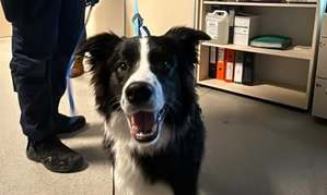 Pies w komisariacie.