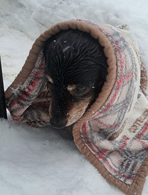 Uratowany pies przykryty kocem.