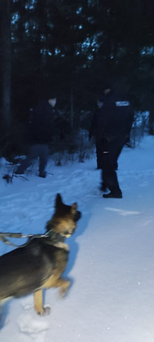 Pies tropiący na smyczy.