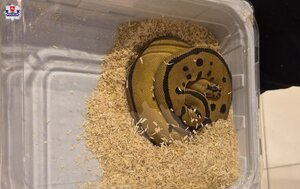 Pyton zamknięty w plastikowym pojemniku.