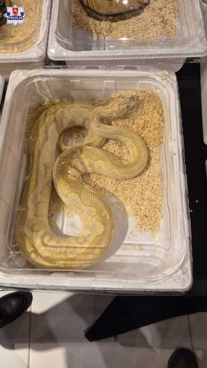 Pyton zamknięty w plastikowym pojemniku.