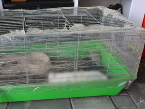 Klatki z królikami.