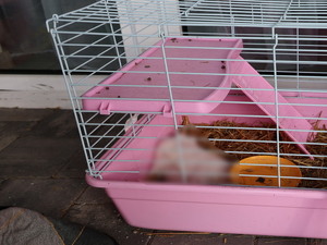 Klatki z królikami.