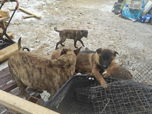 psy chodzące po siatce.