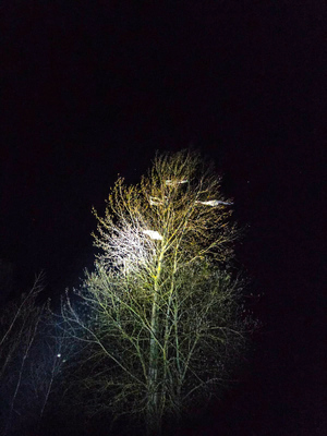 Na drzewie szczątki balonu meteorologicznego.