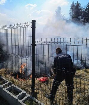 Policjanci gaszą płonącą łąkę.