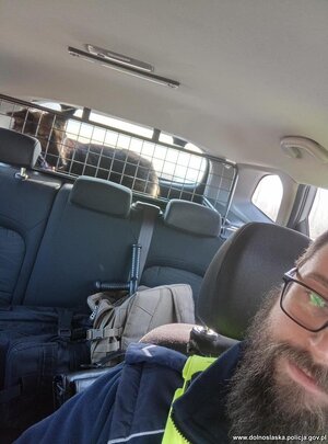 pies w samochodzie. Policjant siedzi z psem w samochodzie.