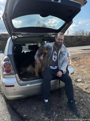 pies w samochodzie. Policjant siedzi z psem w samochodzie.