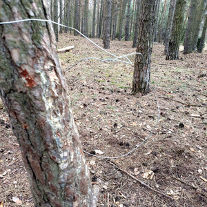 las. Policjant ogląda założone druty. Zatrzymany mężczyzna.