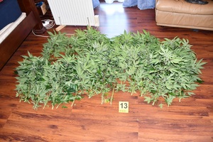 krzaki konopi leżą na podłodze.