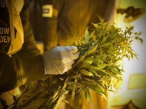 Policjant zabezpiecza rośliny.