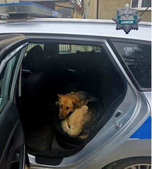 Pies na tylnym siedzeniu radiowozu.