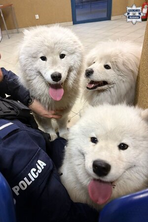 Zdjęcie przedstawia trzy psy pilnowane przez policjanta w poczekalni komendy.