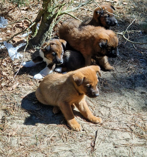 cztery szczeniaki siedzą przy drzewie w lesie.