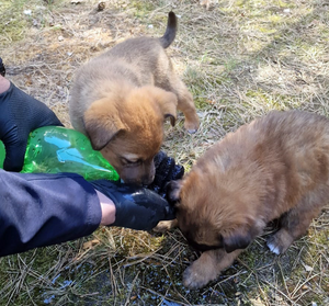 dwa szczeniaki piją wodę z rąk policjanta.