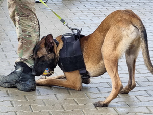 Policyjny pies bawi się piłeczką przy nodze przewodnika.