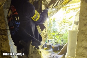 Funkcjonariusz policji zabezpiecza plantację konopi.