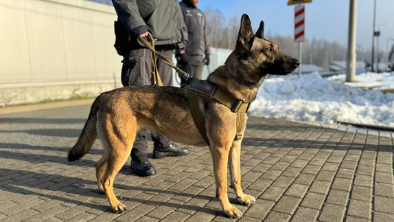 Wspólne szkolenie psów służbowych Policji i Służby Więziennej, które "mają nosa” do narkotyków