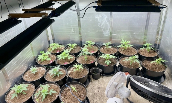 Zlikwidowali domową plantację konopi