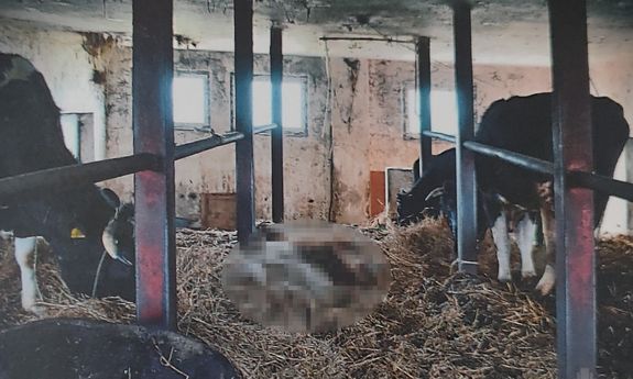 Dzięki obywatelskiemu zgłoszeniu ujawniono przypadek znęcania się nad bydłem. Właściciel usłyszał zarzuty