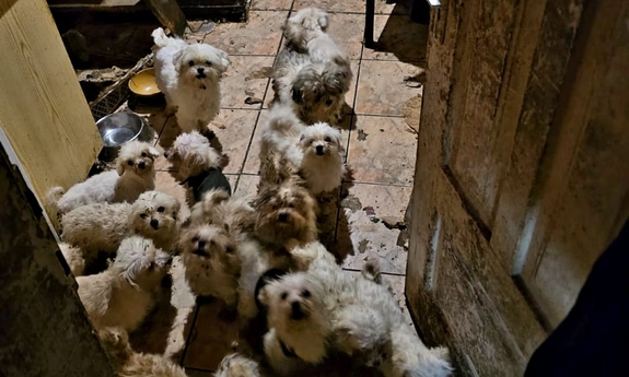 Interwencja w związku z podejrzeniem znęcania się nad zwierzętami. 71-latka przetrzymywała w domu 39 psów