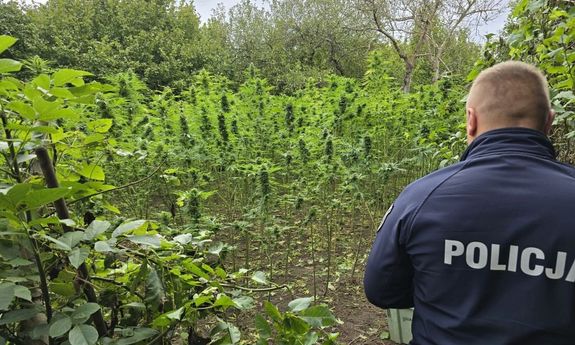 Dwie plantacje i blisko 40 kg narkotyków