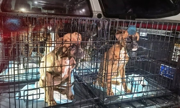 Nielegalna hodowla, złe warunki i znęcanie się