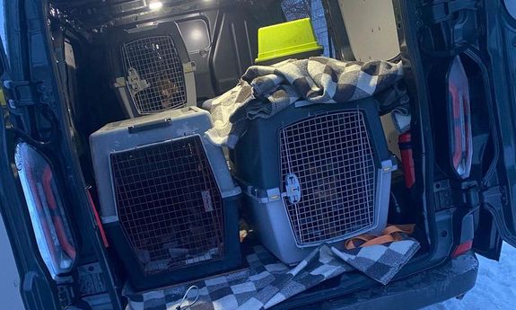 11 psów odebranych z rażąco złych warunków