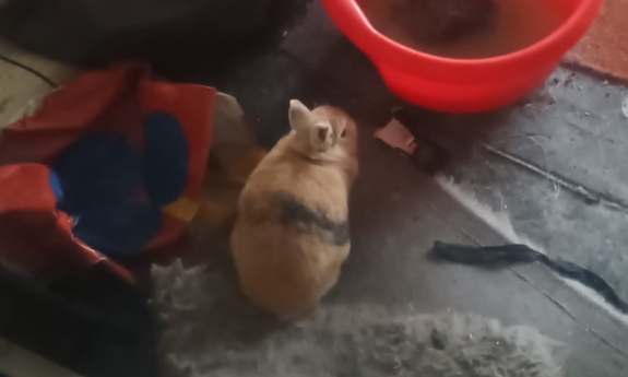 #DzielnicowyBliżejNas. Zwierzęta w skrajnie złych warunkach przetrzymywane na poddaszu. Interwencja Policji i MOPS-u w Bukownie