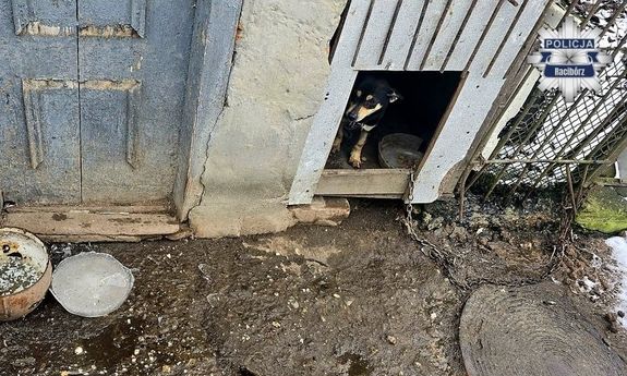 66-latek odpowie za znęcanie się nad zwierzętami