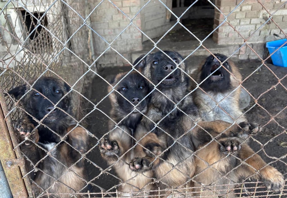 Policjanci zatrzymali dwóch mężczyzn podejrzanych o znęcanie się nad zwierzętami