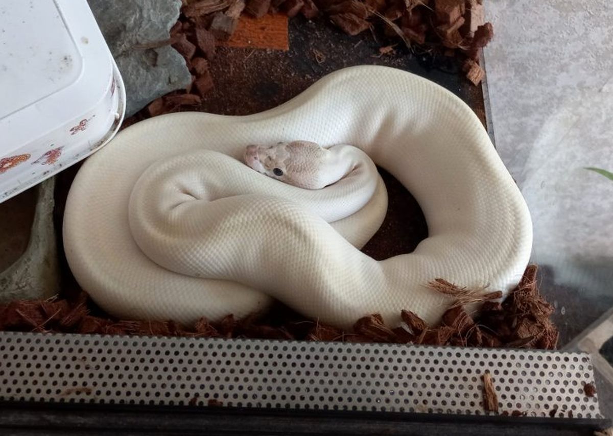 Odpowie za nielegalne posiadanie egzotycznych zwierząt