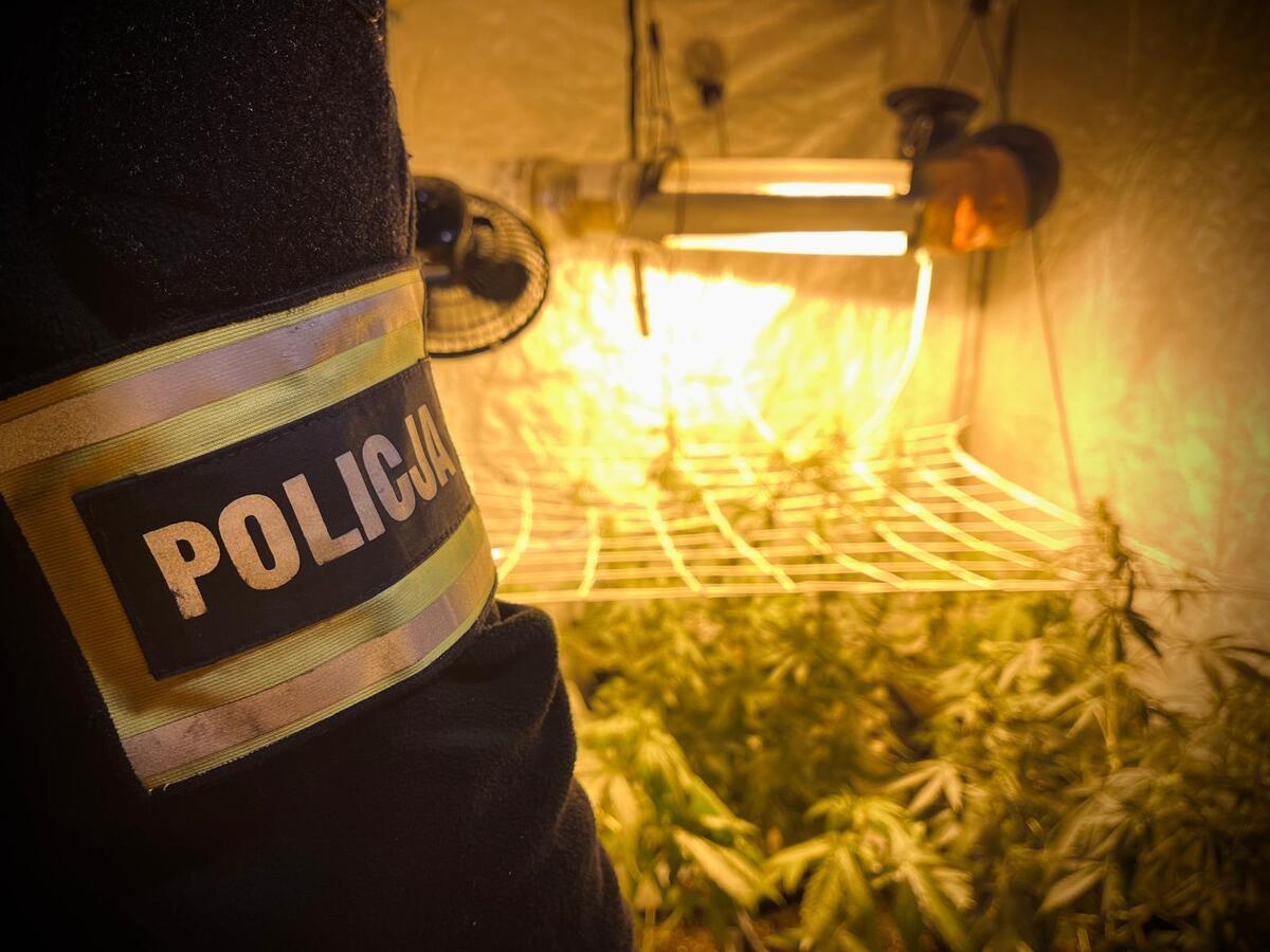 Łódzcy policjanci zlikwidowali plantację konopi