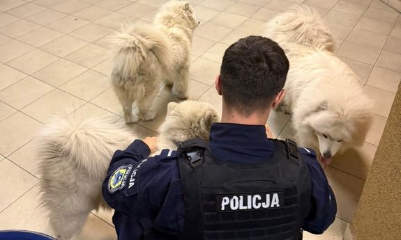 Trzy psy na gigancie, pomogli policjanci z Mysłowic