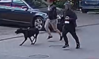 Agresywny pies zaatakował rowerzystkę. Właściciel został zatrzymany