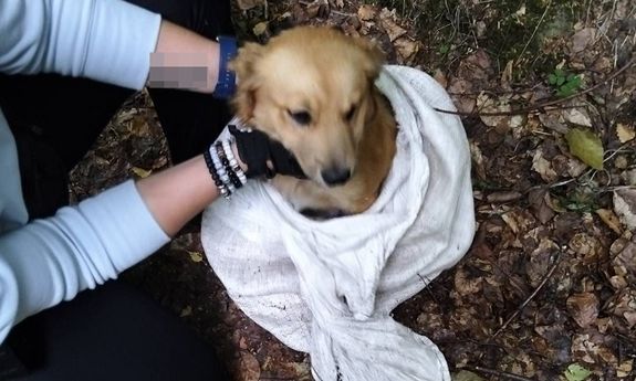Pies uwięziony w worku. Czaplineccy policjanci odnaleźli i uratowali zwierzę