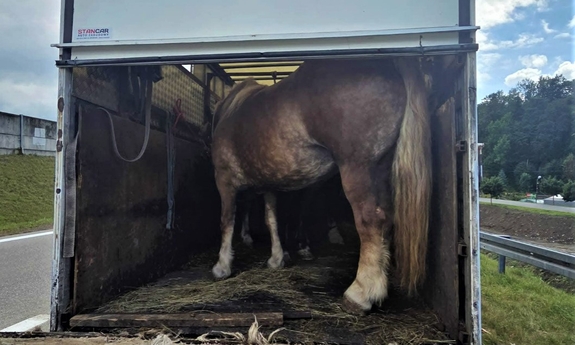 Konie przewożone w skandalicznych warunkach. Policjanci zatrzymali transport