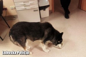 Pies rasy Husky w budynku komendy.