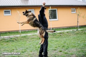 Pies skaczący w górę przy policjancie.